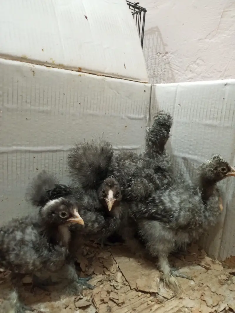 golden buff, black buff, white silky,Coco silky chicks — photo 4