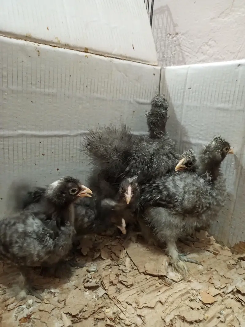 golden buff, black buff, white silky,Coco silky chicks — photo 5