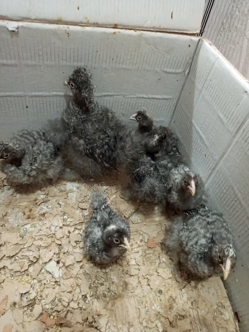 golden buff, black buff, white silky,Coco silky chicks — photo 6
