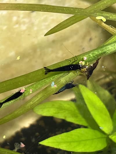 Neocaridina Shrimps