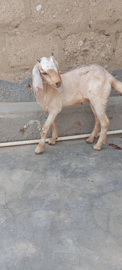 Bakra