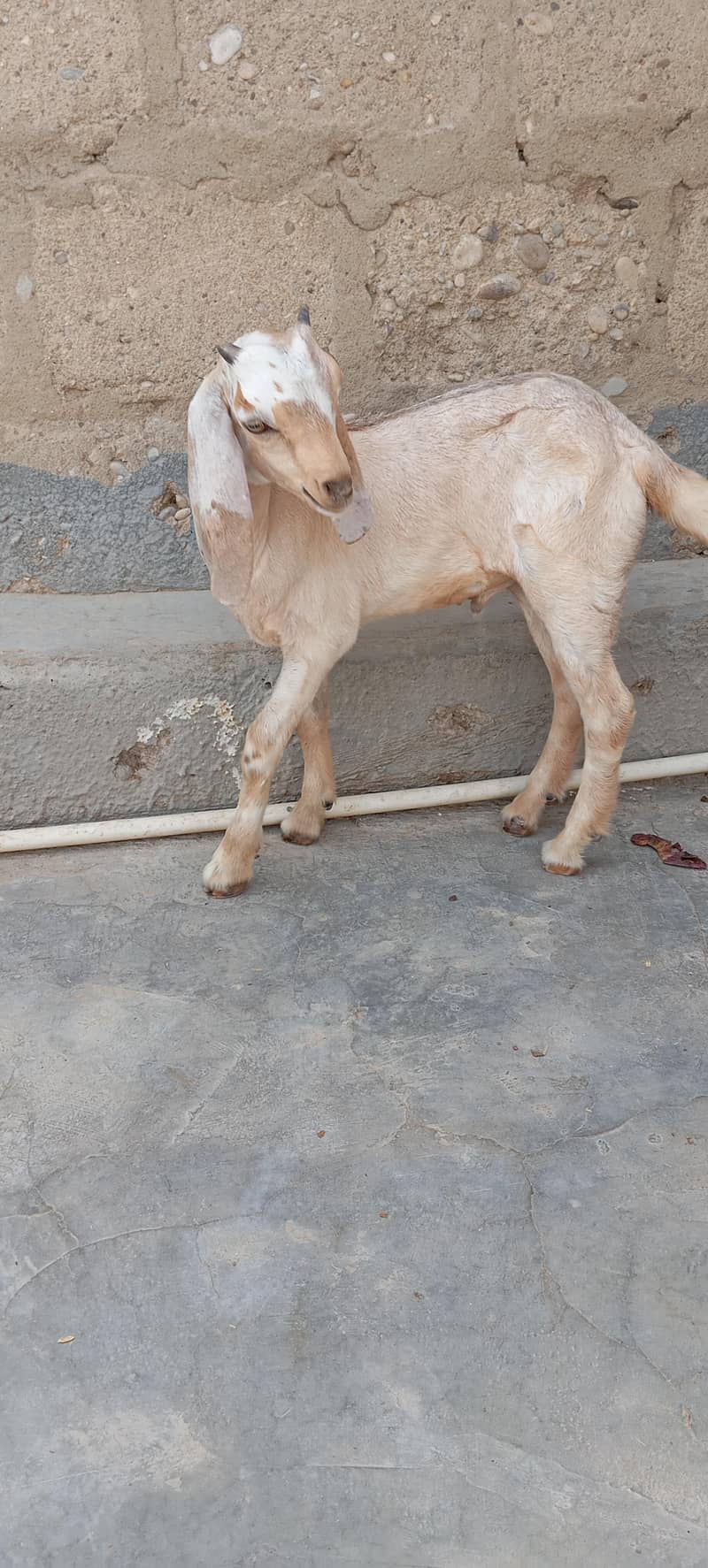 Bakra 0