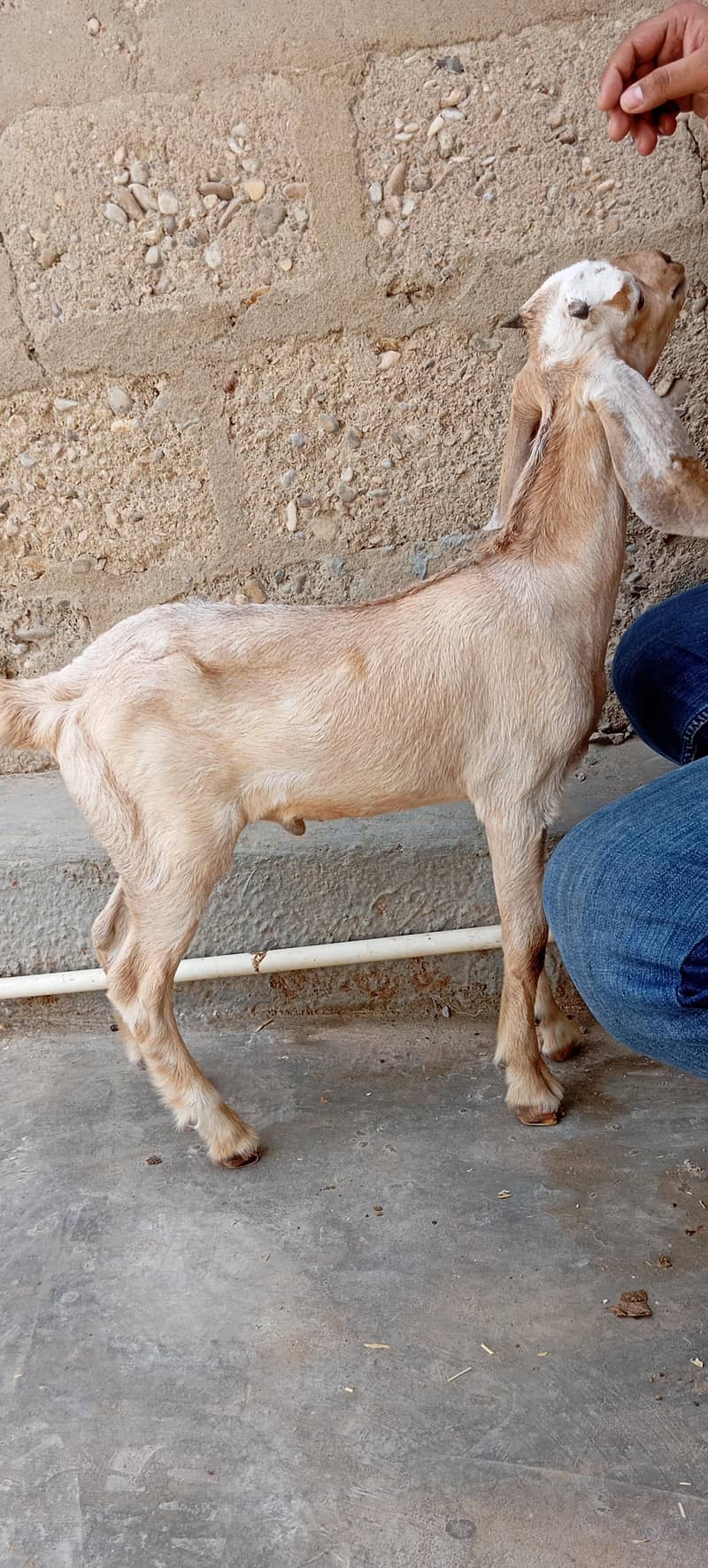 Bakra 1