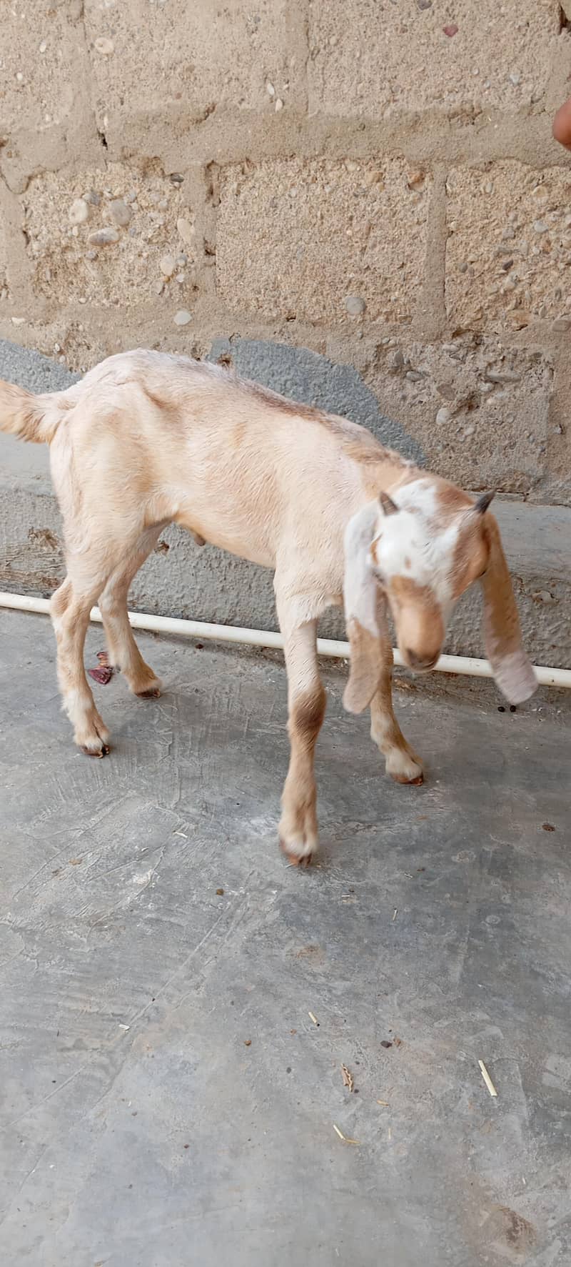 Bakra 2
