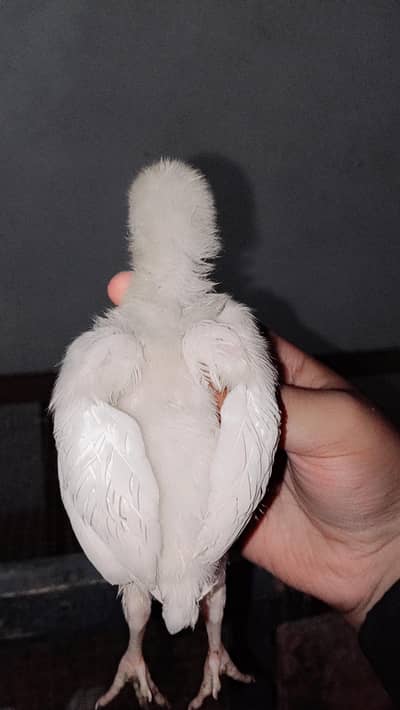 Aseel chicks for sale