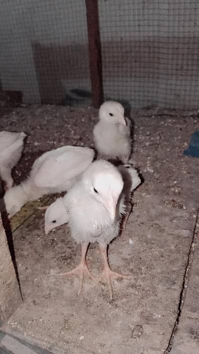 Aseel chicks for sale