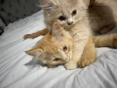 Persian Male female kittens