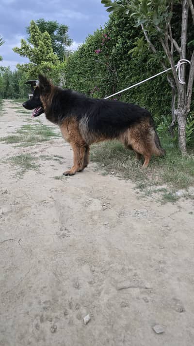 Pure german shepard
