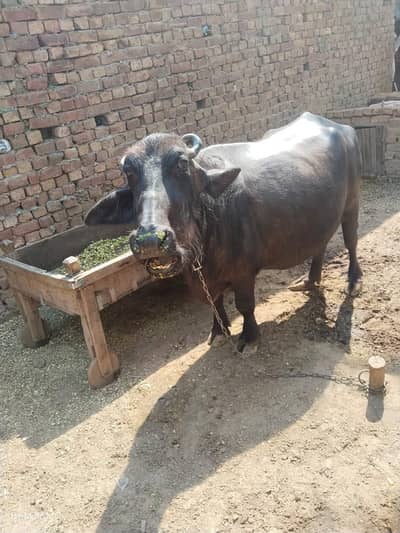 bhains or cow taza khalis milk daily lavhwany. k lya rabta keray