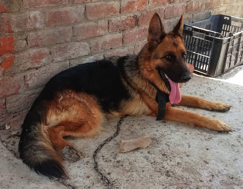 German shepherd 0