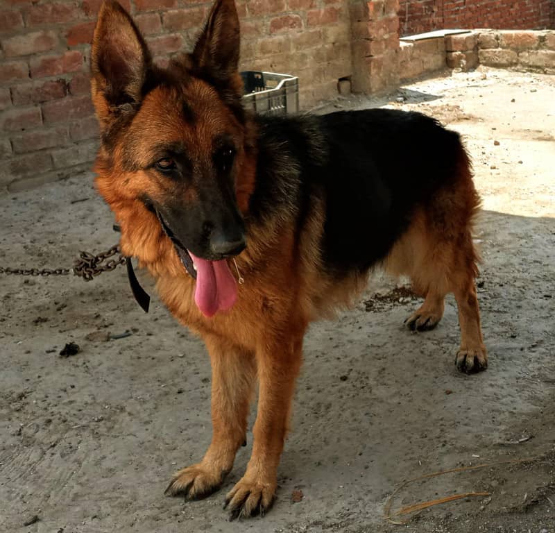 German shepherd 1