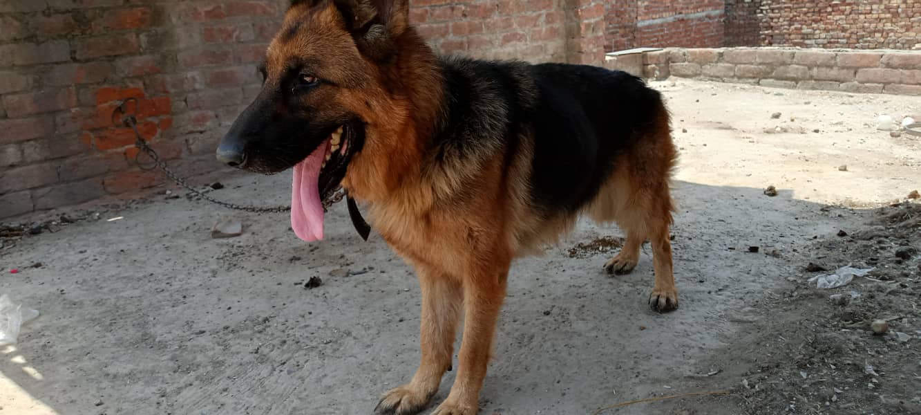German shepherd 2