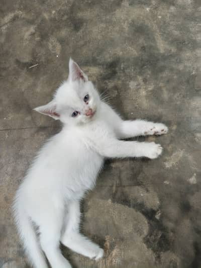 Semi Persian Kittens Available for sale on Adoption charges