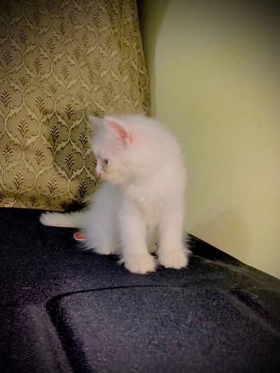 Persian kittens fully friendly end fluffy blue eyes 