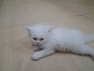 Persian kitten for sale