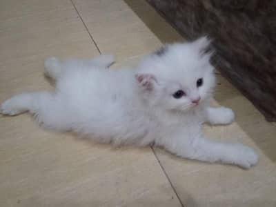 Persian kitten for sale