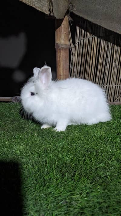 TeddyBear dwarf male bunny  fancy rabbit dwarf bunny