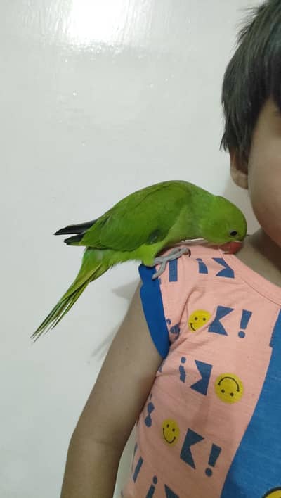 green ringneck babies