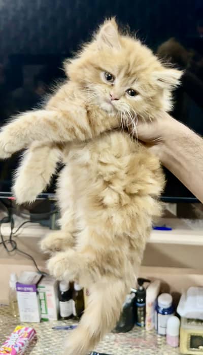 Persian punch face cat