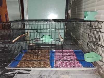 cage parriot