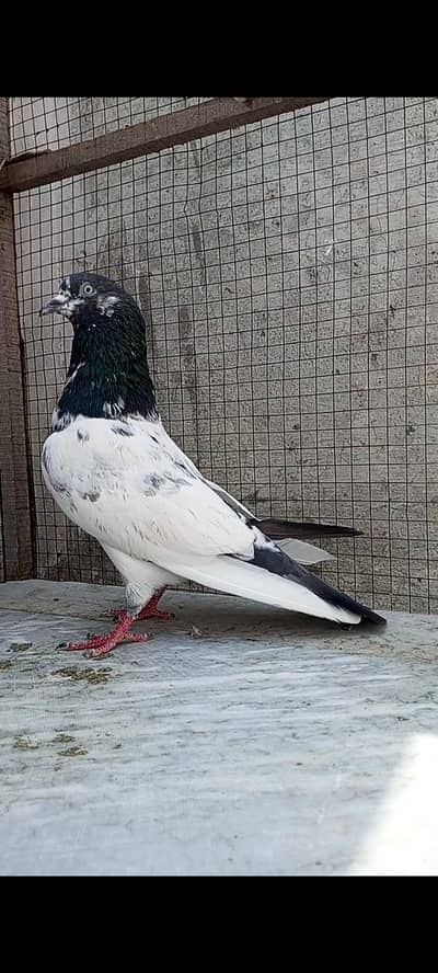 Teddy pigeons