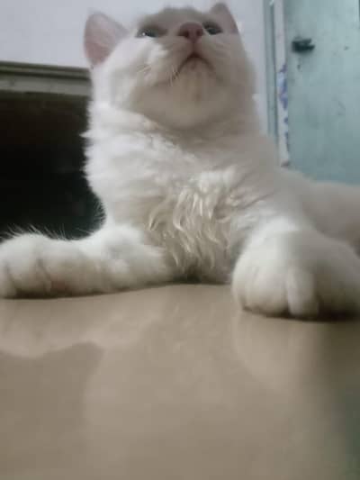Persian kitten