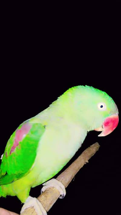 Pure Alexandrine Parakeet/ RAW parrot (Male)/ Red Shoulder
