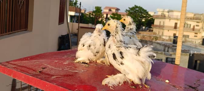 Bantam White Black Blue Mottled