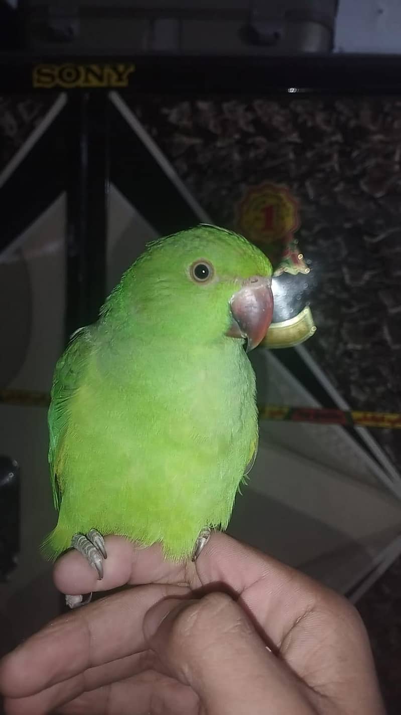Green ring neck 3