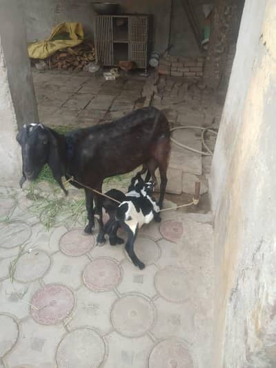 bakri 2 baby
