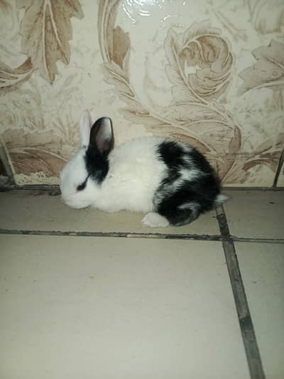 Rabbit black white