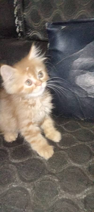 Persian kitte for sale