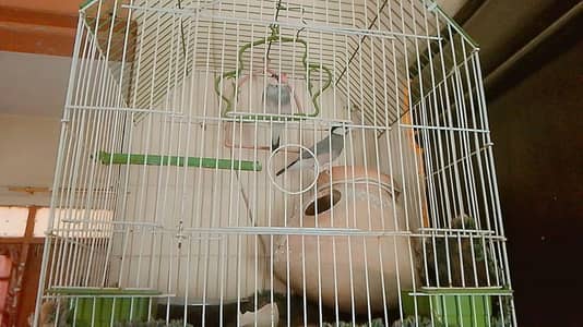 Healthy Java Birds Pair – Breeding Pair with Cage