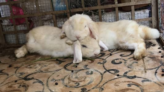 Holland loop rabbit female