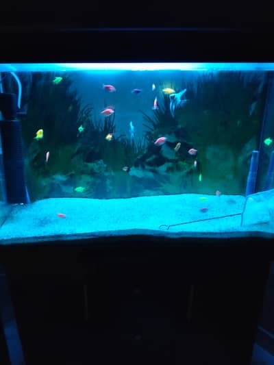 3 FEET EQURIUM COMPLETE LIKE NEW