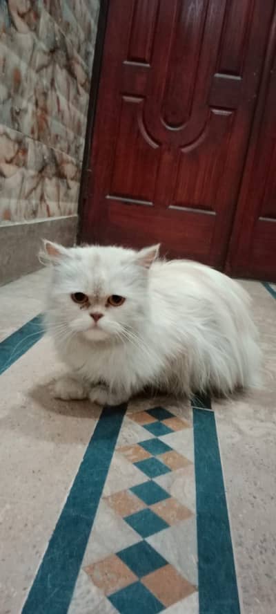 Adlut cats Home Raised