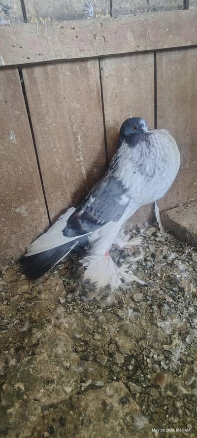 Balloon male for sale