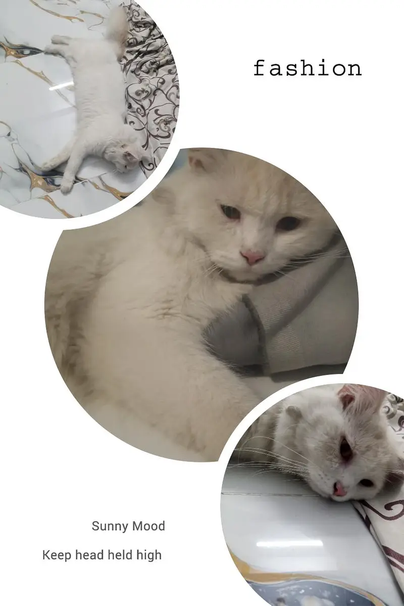 name simba