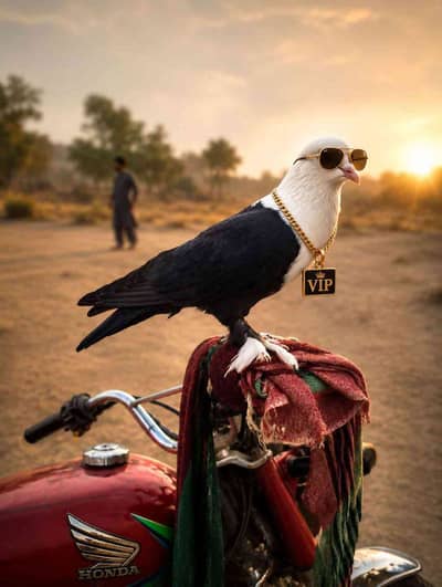 only Pigeon Lover