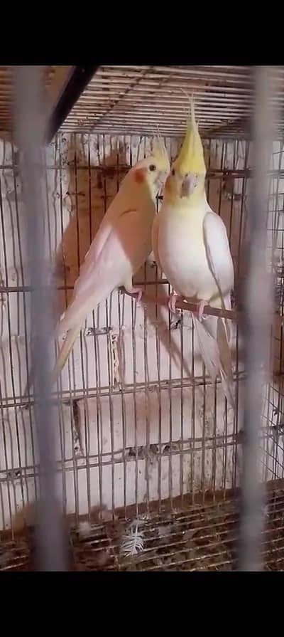 Talking breeder cocktail pair for sale+923267409123