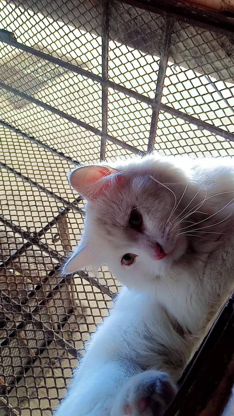name simba 2