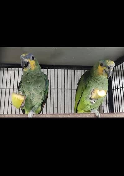 Amazon Orange wing pair with DNA