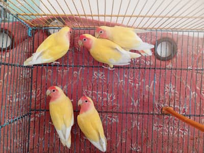 Latino Red Eyes Pair