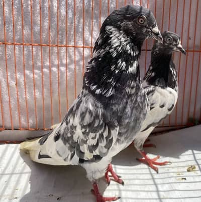 Sailkoti chat wala Pigeons bredr pair