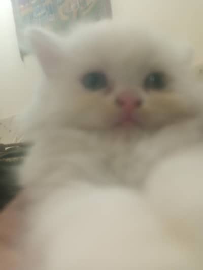 punch face Persian baby