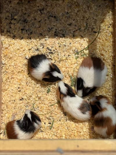 guinea pig