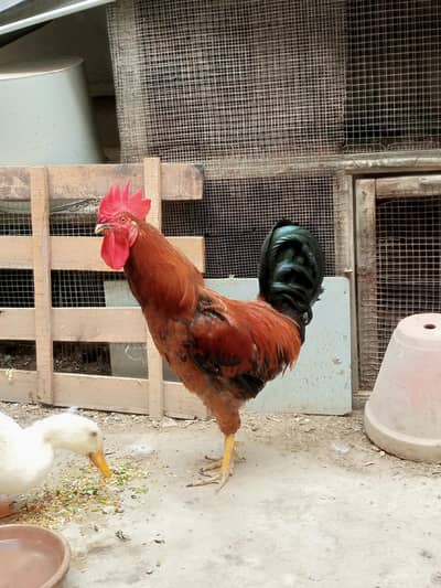 Golden misri murgha And duck male for sale