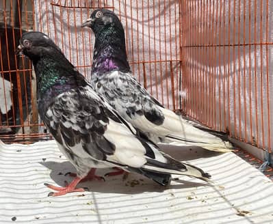 kamger bredr pair