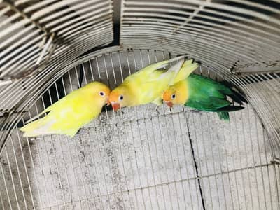 Cremino pair and parblue opline male