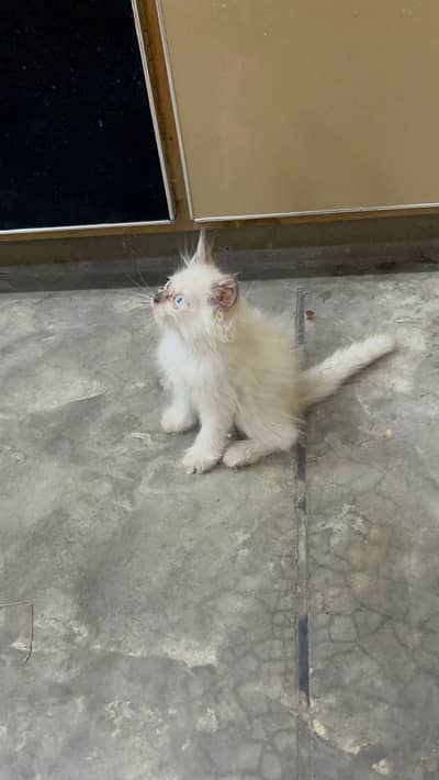 Persian kitten / Blue eyes kitten / Himalayan kitten / 03247627801